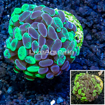 LiveAquaria® Cultured Hammer Coral