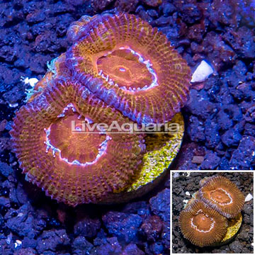 LiveAquaria® Cultured Acan Lord Coral