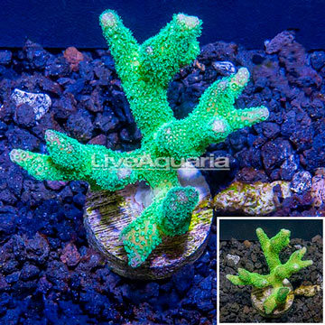 LiveAquaria® Cultured Green Stylophora Coral 