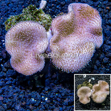 Toadstool Mushroom Leather Coral  Vietnam