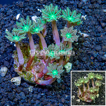 Glove Polyp Coral Indonesia