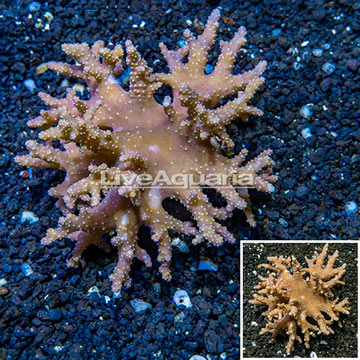 Sinularia Leather Coral Indonesia