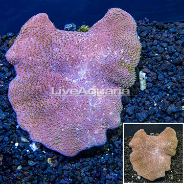 Toadstool Mushroom Leather Coral  Vietnam