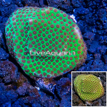 USA Cultured Jolly Green Giant Porites Coral 