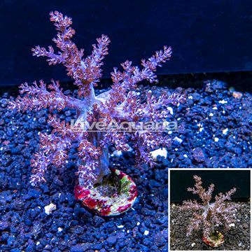 XL LiveAquaria® Cultured Tree Coral