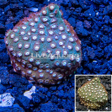 LiveAquaria® Cultured Cyphastrea Frag