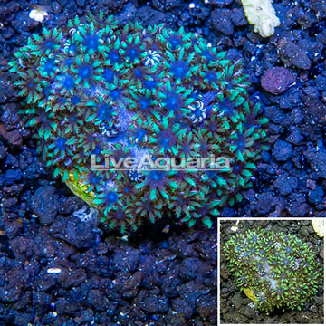 LiveAquaria® Cultured Green Stylophora Coral 