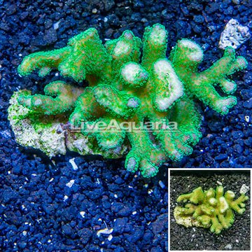 Green Stylophora Coral Indoneisia