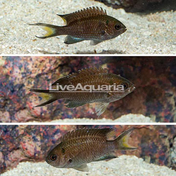 Regal Damselfish, Trio