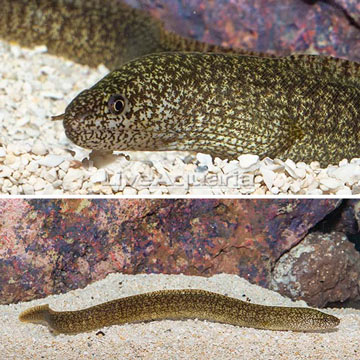 Richardson's Moray Eel