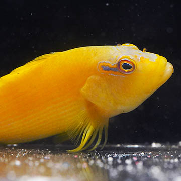 Tahitian Yellow Hawkfish, 3.5