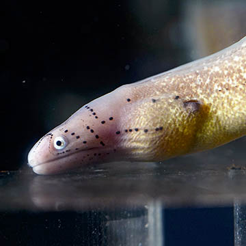 White-eyed Moray Eel, 14