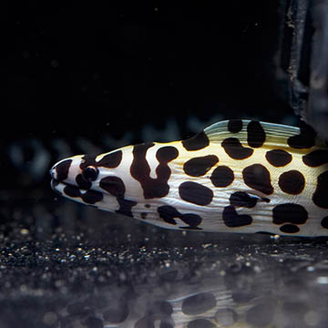 Tessalata Eel, 22