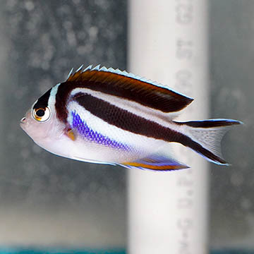 Bellus Angelfish, 2.75 Female