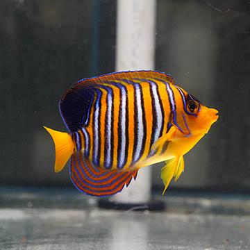 Regal Angelfish, 5 EXPERT ONLY
