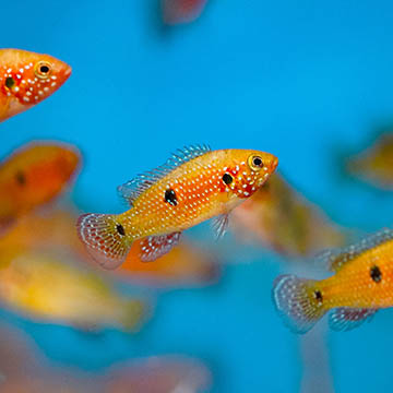 Red Jewel Cichlid, 2.25 6-lot