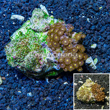 Zoanthus Coral Indonesia