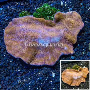 LiveAquaria® Cultured Toadstool Mushroom Leather Coral