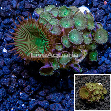 LiveAquaria® Cultured Zoanthus Coral 