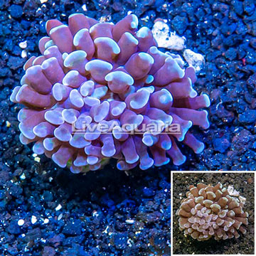 LiveAquaria® Cultured Hammer Coral