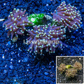 LiveAquaria® Cultured Torch Coral 