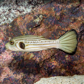 Narrow-Lined Puffer