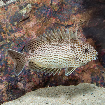 Brown Spotted Spinefoot Rabbitfish