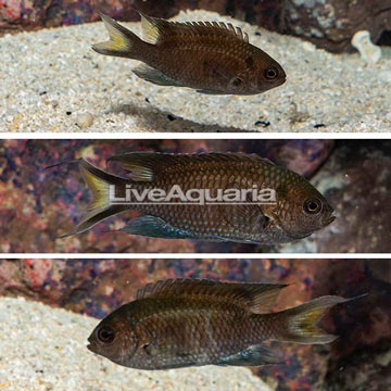 Regal Damselfish, Trio 