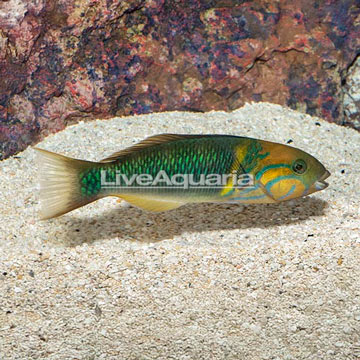 Goldbar Wrasse 