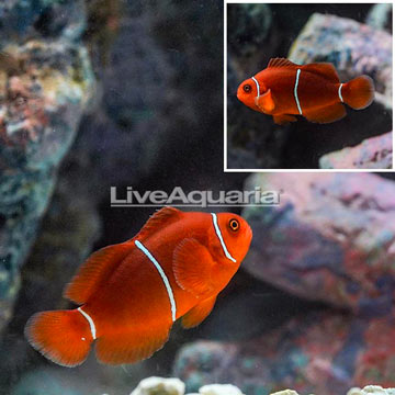 Maroon Clownfish