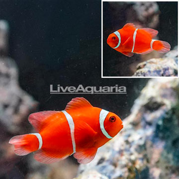 Maroon Clownfish