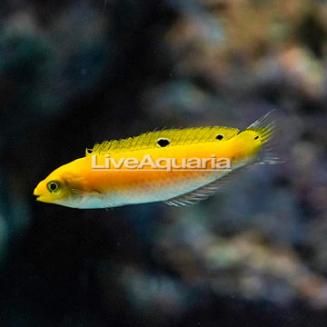 Yellow and Purple Wrasse