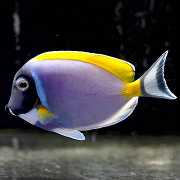Powder Blue Tang, 3.75