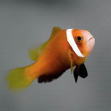 Blackfoot Clownfish, 1.25
