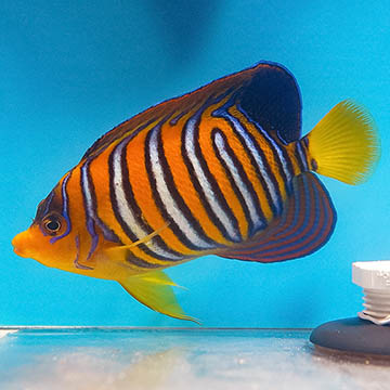 Regal Angelfish, 4.25 EXPERT ONLY