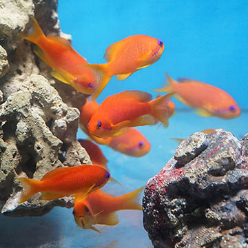 Female Lyretail Anthias, Group of 6