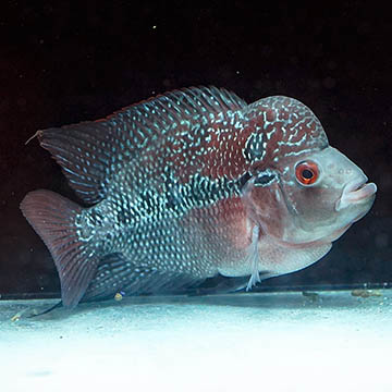 Flowerhorn Cichlid, 6.5