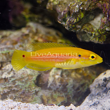 Yellow Candy Hogfish
