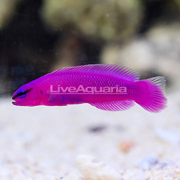ORA® Captive-Bred Orchid Dottyback
