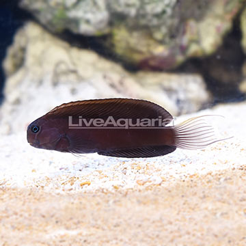 Black Combtooth Blenny