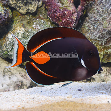 Achilles Tang Adult EXPERT ONLY
