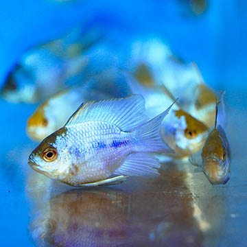 German Blue Ram Cichlid (Group of 3) EXPERT ONLY