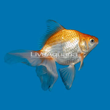 Gold Ryukin Goldfish