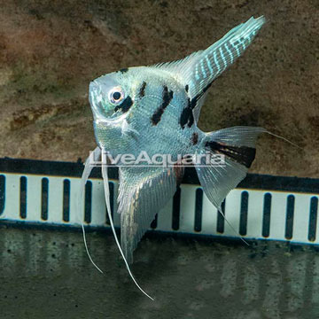 Panda Angelfish