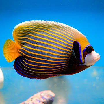 Emperor Angelfish - Adult, 5.5