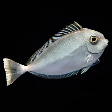 Spotted Unicorn Tang, 4.5