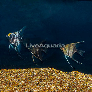 Captive Bred Marble Angelfish, Trio