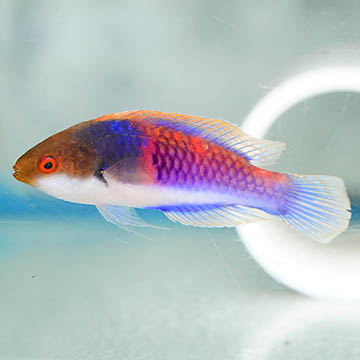Bluehead Fairy Wrasse, 3.25