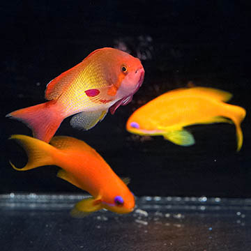 Lyretail Anthias, 2.5 1 Male /2 Female Trio