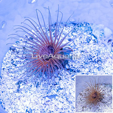 Tube Anemone